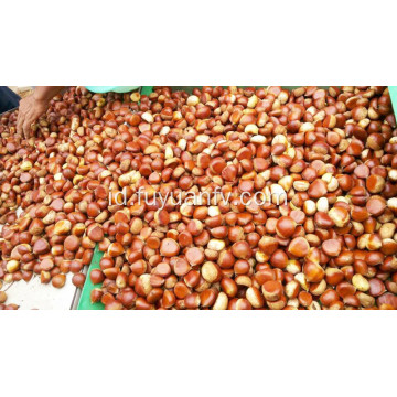 biji chestnut dandong segar